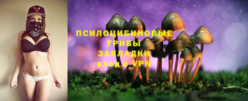 наркотики  Баймак  Псилоцибиновые грибы Psilocybe 